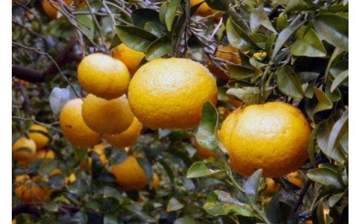 【ふるさと納税】【伊豆のみかん・柑橘】もぎたて果実　あまなつ　8kg　A023 ／ 収穫体験農園ふたつぼり　柑橘　フルーツ　静岡県　東伊豆町 サムネイル3