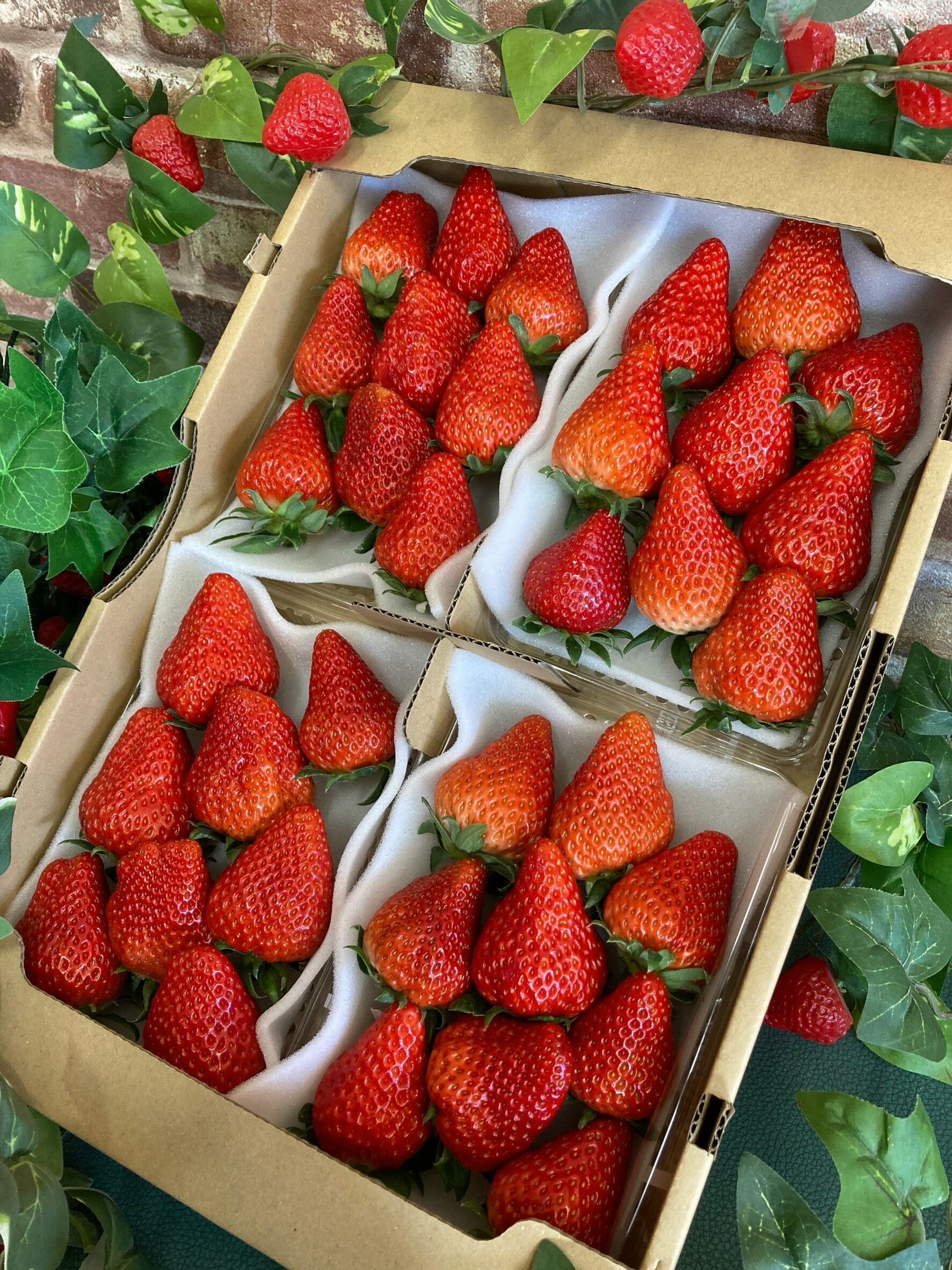 【ふるさと納税】（冷蔵） 朝採り完熟いちご 紅ほっぺ 1120g(280g×4パック)農家直送 静岡県産 1268 サムネイル2