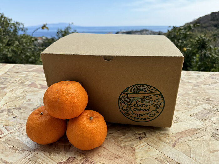 【ふるさと納税】東伊豆・佐藤農園のポンカン　家庭用3kg（Mサイズ～3Lサイズ） 1319 ／ 佐藤農園 果物 フルーツ 農家直送 静岡県 東伊豆町 サムネイル2