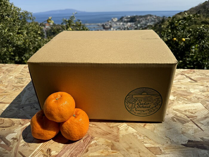 【ふるさと納税】東伊豆・佐藤農園のポンカン　贈答用10kg（Mサイズ～3Lサイズ） 1322／ 佐藤農園 果物 フルーツ 農家直送 静岡県 東伊豆町 サムネイル2