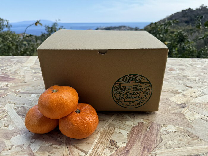 【ふるさと納税】東伊豆・佐藤農園の青島みかん　贈答用3kg（Mサイズ～3Lサイズ） 1324 ／ 佐藤農園 果物 フルーツ 農家直送 静岡県 東伊豆町 サムネイル2