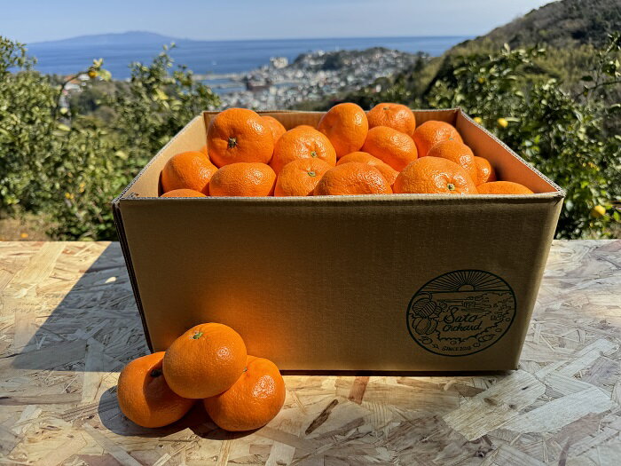 東伊豆・佐藤農園の青島みかん　家庭用10kg（Mサイズ～3Lサイズ） 1329 ／ 佐藤農園 果物 フルーツ 農家直送 静岡県 東伊豆町