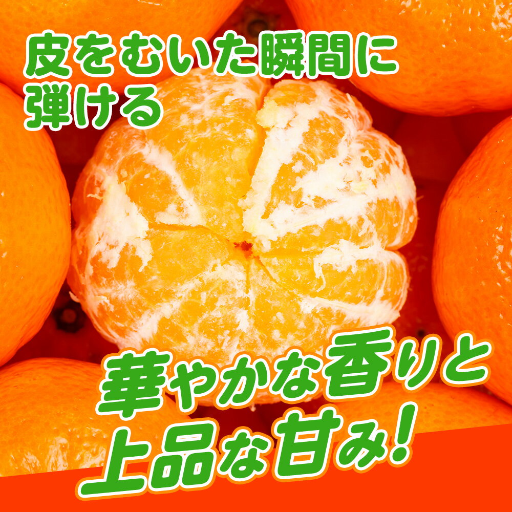 【ふるさと納税】【1月配送】ポンカン　赤秀（最高級）　5kg　JAふじ伊豆　静岡県産 1381 ／ JAふじ伊豆 太田ポンカン 赤秀 贈り物 静岡県 東伊豆町 サムネイル3