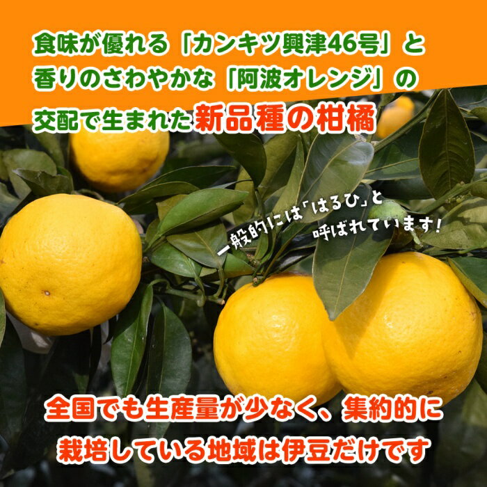 【ふるさと納税】【2月配送】いずのはる　赤秀（最高級）　5kg　JAふじ伊豆　静岡県産 1382 ／ JAふじ伊豆 いずのはる 赤秀 贈り物 静岡県 東伊豆町 サムネイル2