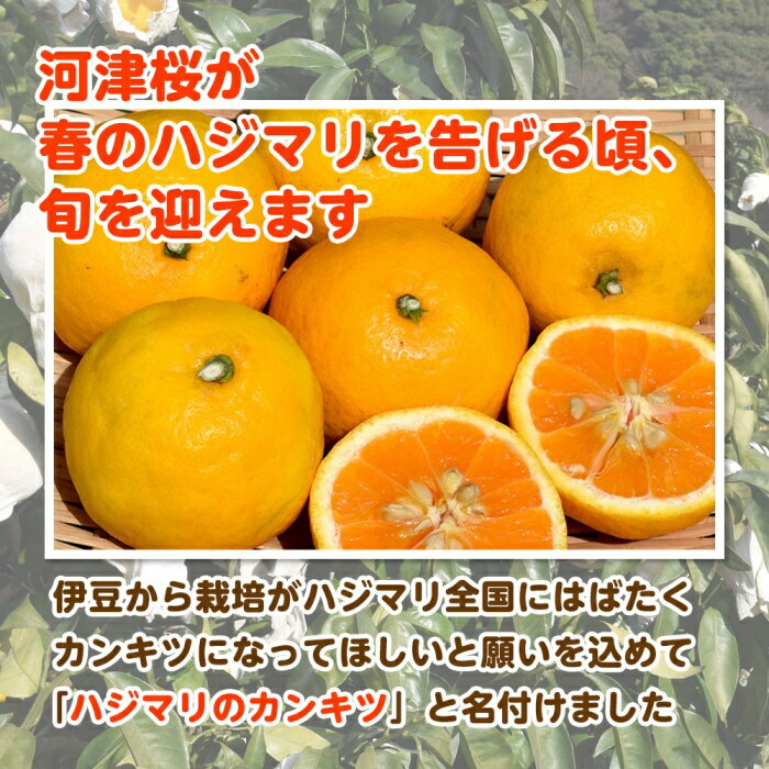 【ふるさと納税】【2月配送】いずのはる　赤秀（最高級）　5kg　JAふじ伊豆　静岡県産 1382 ／ JAふじ伊豆 いずのはる 赤秀 贈り物 静岡県 東伊豆町 サムネイル3