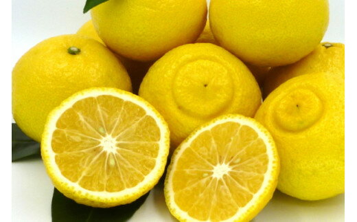 【ふるさと納税】【伊豆のみかん・柑橘】もぎたて果実　はるか　5kg　A019 ／ 収穫体験農園ふたつぼり　柑橘　フルーツ　静岡県　東伊豆町 サムネイル2