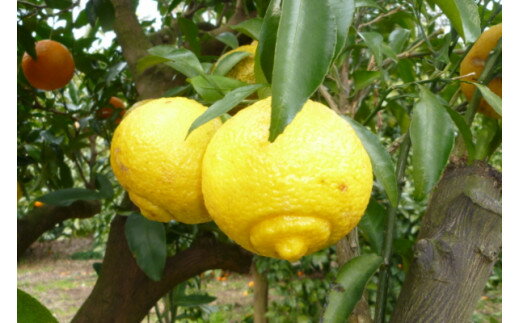 【ふるさと納税】【伊豆のみかん・柑橘】もぎたて果実　はるか　5kg　A019 ／ 収穫体験農園ふたつぼり　柑橘　フルーツ　静岡県　東伊豆町 サムネイル3