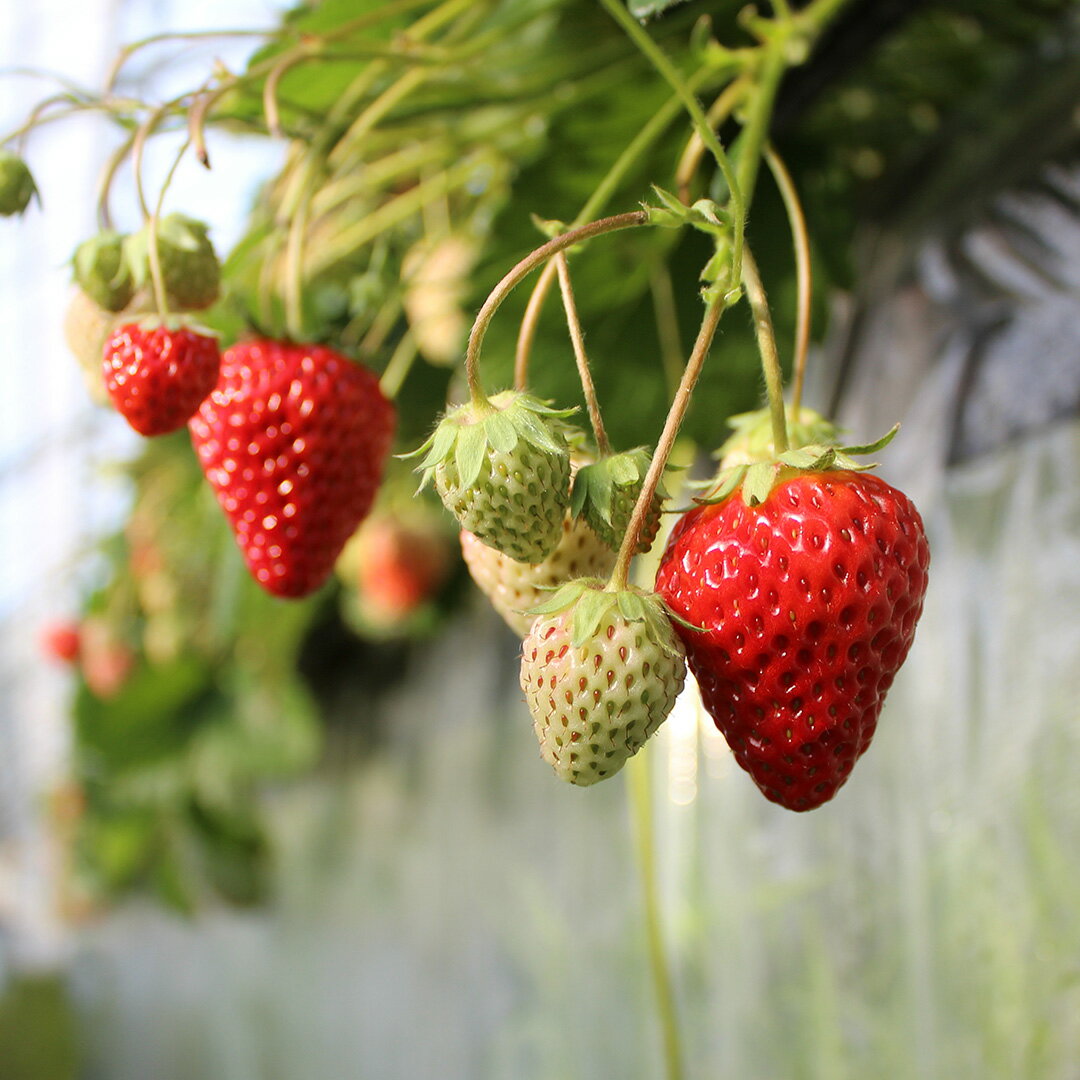 【ふるさと納税】【2026年3月から5月発送予定】たっぷり 満タンいちご （約230g×4パック 約230g×8パック）恋みのり、かおり野　から厳選（小粒～中粒） 送料無料 みなみのいちご園 いちご 恋みのり かおり野 生いちご イチゴ 苺 甘い 静岡 果物 フルーツ 南伊豆町産 サムネイル2