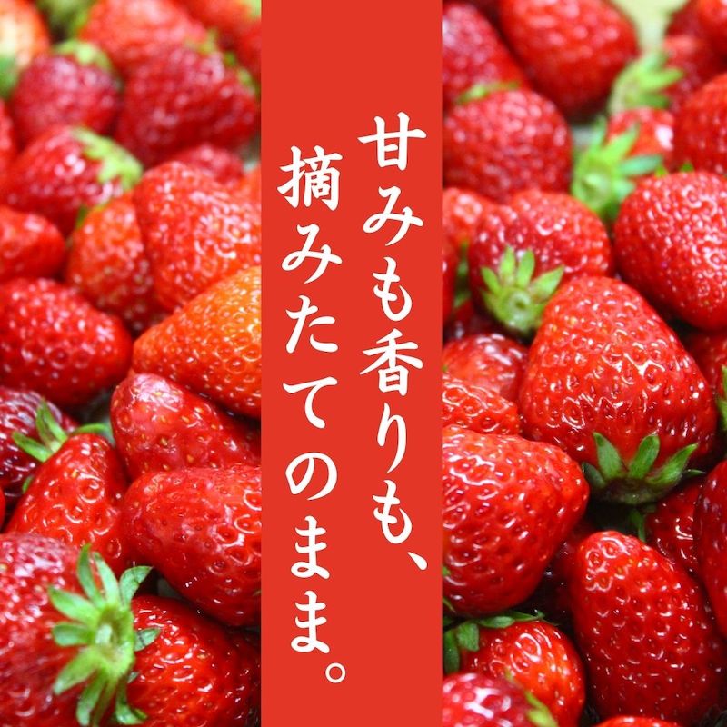 【ふるさと納税】 冷凍イチゴ 1kg 2kg 3kg いちご 果物 くだもの フルーツ 苺 イチゴ いちご 紅ほっぺ べにほっぺ 静岡県 南伊豆町 限定出荷 ふるさと納税 苺 ふるさと苺 ブランド苺 旬 産地 直送 サムネイル3