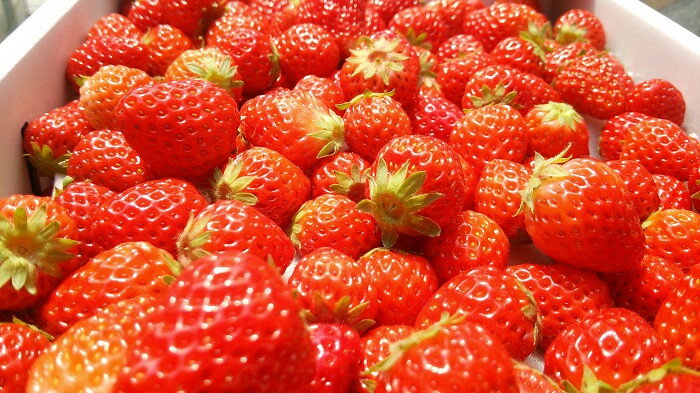 【ふるさと納税】【予約受付】【2026年3月から5月発送予定】イチゴ　加工用イチゴ　バラ詰め　1.7kg（6.5パック相当）　恋みのり かおり野 から厳選 訳あり 送料無料 イチゴ 加工用イチゴ バラ詰め 果物 フルーツいちご 苺 静岡 南伊豆 サムネイル2