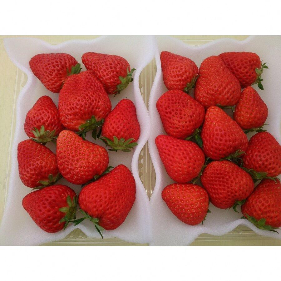 【ふるさと納税】【先行予約】【2026年3月から5月発送予定】完熟いちご恋みのり 選べる2パック/4パック（DXパック）送料無料 みなみのいちご園 いちご 生いちご イチゴ 苺 甘い 恋みのり 560g 1120g人気 大人気 おすすめ 静岡 果物 フルーツ 甘い 南伊豆町産 静岡県 静岡 サムネイル3