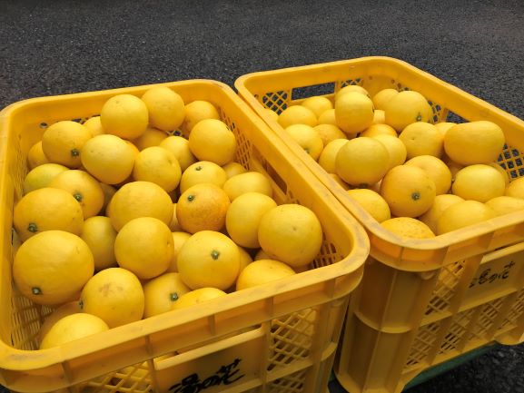 【ふるさと納税】【先行予約＿2026年出荷分】 湯の花 伊豆の香り ニューサマーオレンジ 3kg箱 3kg フルーツ 柑橘系 柑橘 甘い 静岡 南伊豆 道の駅 直売所 サムネイル2