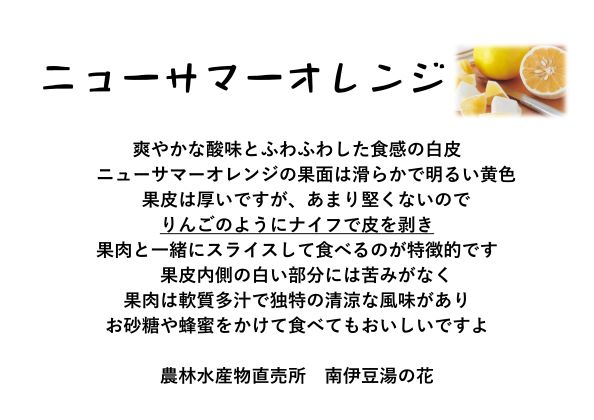 【ふるさと納税】【先行予約＿2026年出荷分】 湯の花 伊豆の香り ニューサマーオレンジ 3kg箱 3kg フルーツ 柑橘系 柑橘 甘い 静岡 南伊豆 道の駅 直売所 サムネイル3