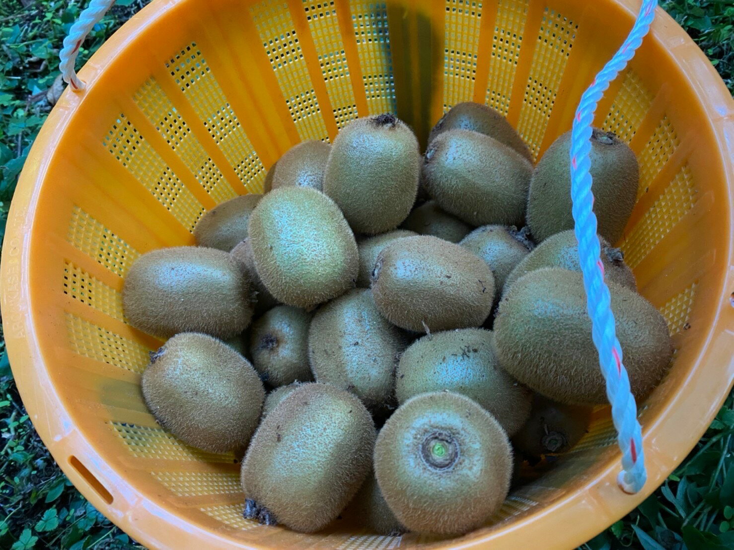 【ふるさと納税】予約受付 湯の花 キウイフルーツ 2kg〜5kg 国産 食品 フルーツ 果物 くだもの 大容量 ヘイワード グリーンキウイ キウイ 朝食 スムージー ヨーグルト 家庭用 自家用 箱買い 便秘解消 サムネイル3