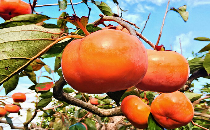 【ふるさと納税】遠州森の治郎柿　徳用箱（14～16個）訳あり品 果物 フルーツ 秋の味覚 デザート おやつ 間食 食後 不揃い キズ物 甘味 なめらかさ 自宅用 家庭用 静岡県産 森町産 　お届け：2025年11月10日～11月30日 サムネイル2