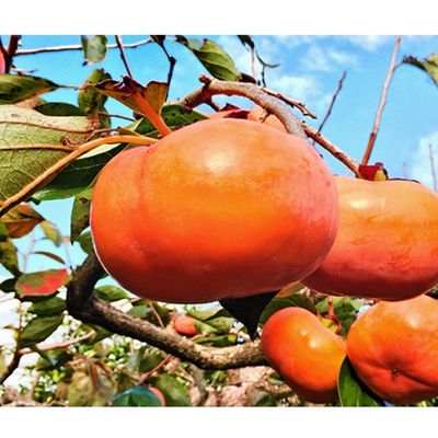 遠州森の治郎柿　化粧箱入り・小（6個） 果物 フルーツ 秋の味覚 デザート おやつ 間食 食後 完熟柿 贈答用 ギフト 手土産 甘味 なめらか 静岡県産 森町産 　お届け：2025年11月10日～11月30日