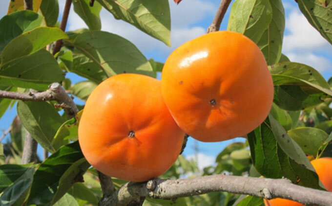 【ふるさと納税】遠州森鈴木農園の治郎柿（10～14玉） 果物類 フルーツ 静岡県産 遠州森鈴木農園株式会社 　お届け：2025年11月初旬～12月初旬 サムネイル2