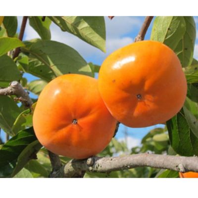 遠州森鈴木農園の治郎柿（10～14玉） 果物類 フルーツ 静岡県産 遠州森鈴木農園株式会社 　お届け：2025年11月初旬～12月初旬