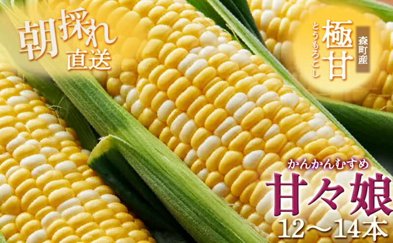 【ふるさと納税】とうもろこし 先行予約 甘々娘 12～14本 朝獲れ 産地直送 夏 旬 夏野菜 コーン 2026年　お届け：2026年6月上旬～6月下旬 - 画像2