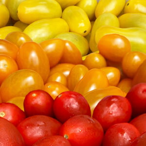 【ふるさと納税】≪先行予約≫農業王国豊橋の『究極のフルーツミニトマト6種MIX』1kgバラ トマト ミニトマト フルーツトマト 果物 フルーツ 野菜 お弁当 サラダ 愛知県 豊橋市 12000円 高糖度 - 画像2