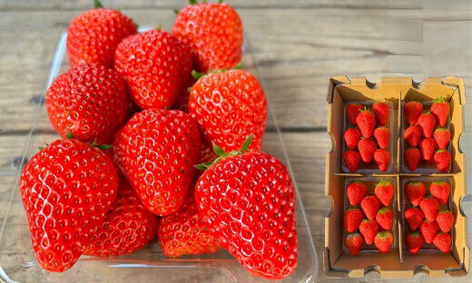 【ふるさと納税】≪先行予約≫極上 紅ほっぺ 計1kg ( 約250g × 4 ) いちご イチゴ 苺 べにほっぺ フルーツ 旬 果物 採れたて 12000円 1万2千円 ショートケーキ フルーツサンド スイーツ 産地直送 完熟 国産 冷蔵 愛知県 豊橋市 サムネイル3