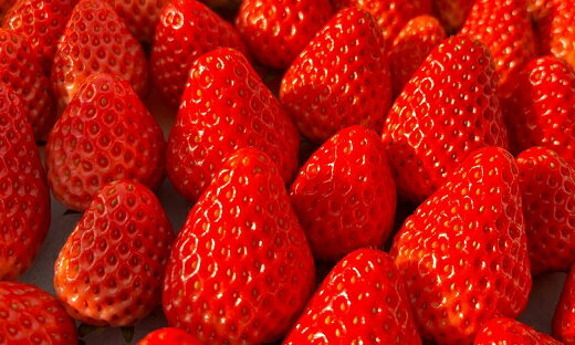 ≪先行予約≫極上 紅ほっぺ 計1kg ( 約250g × 4 ) いちご イチゴ 苺 べにほっぺ フルーツ 旬 果物 採れたて 12000円 1万2千円 ショートケーキ フルーツサンド スイーツ 産地直送 完熟 国産 冷蔵 愛知県 豊橋市