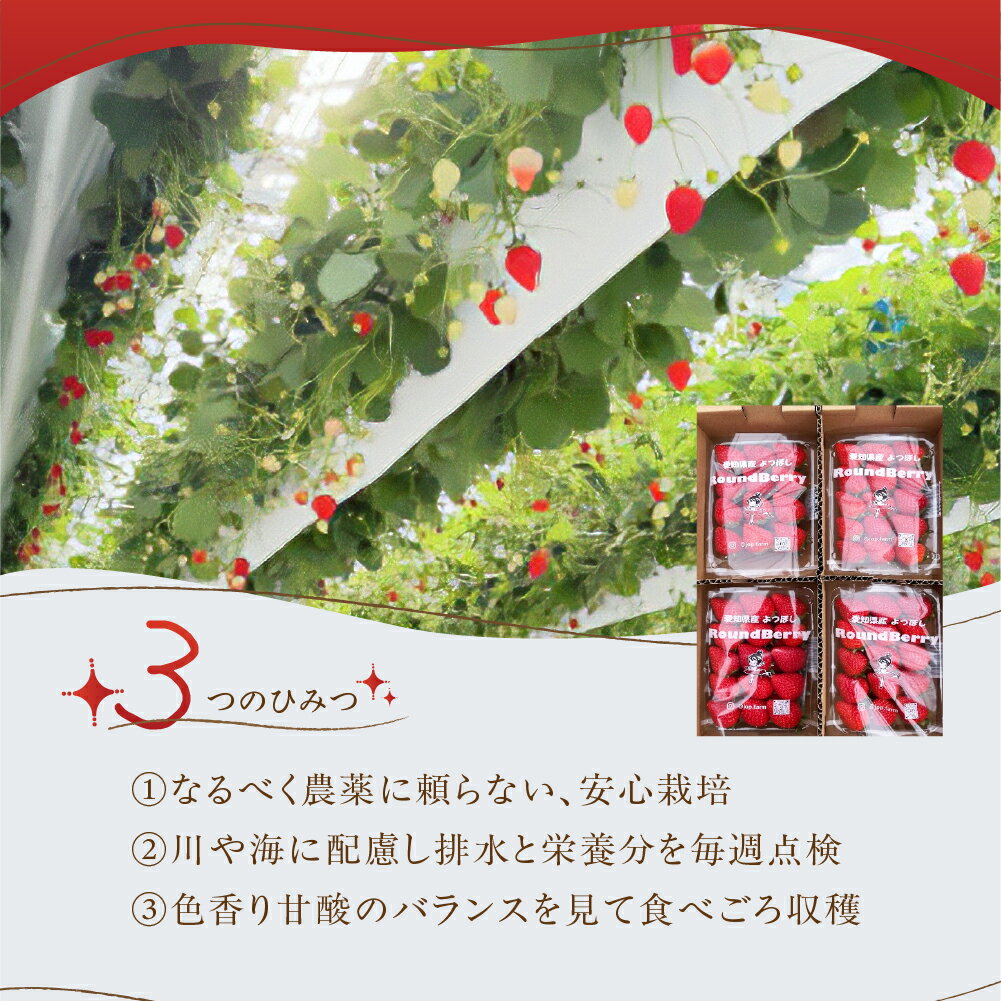【ふるさと納税】＜先行予約＞いちご よつぼし 苺 1kg 新鮮 冷蔵 国産 甘い ヘルシー 健康 おやつ おいしい デザート ビタミンC ポリフェノール 抗酸化 豊橋市 小分け 簡易包装 訳あり サムネイル2