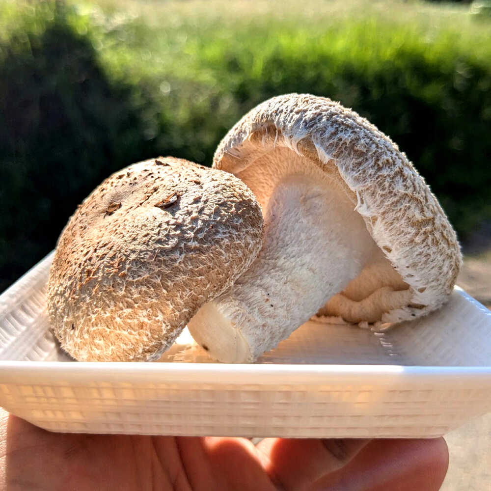 【ふるさと納税】【10月から順次発送】肉厚生椎茸（菌床）約500g / しいたけ シイタケ きのこ キノコ 椎茸 / 瀬戸市 / 株式会社フラットフィールド[BBEE001] - 画像2