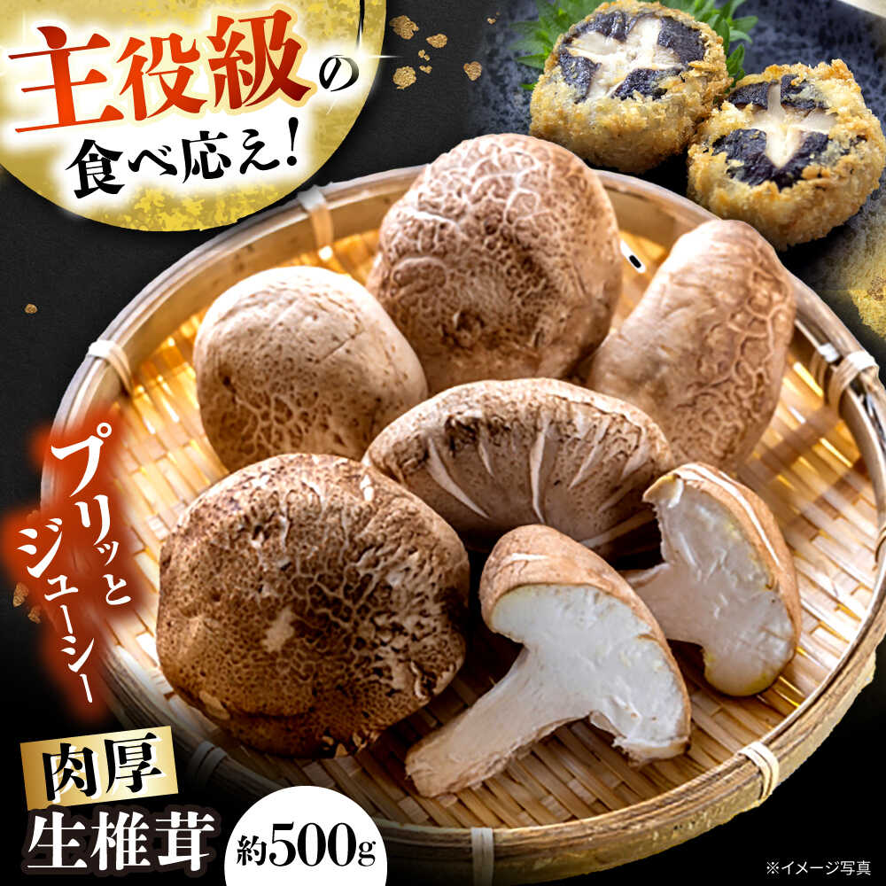 【10月から順次発送】肉厚生椎茸（菌床）約500g / しいたけ シイタケ きのこ キノコ 椎茸 / 瀬戸市 / 株式会社フラットフィールド[BBEE001]
