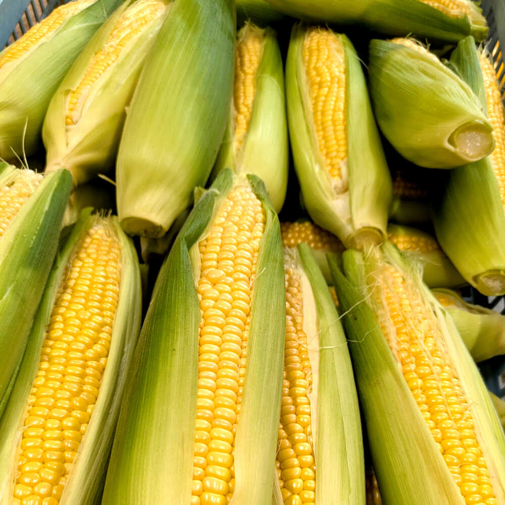 【ふるさと納税】【7月上旬頃より発送】スーパースイートコーン 約3kg（6〜7本） / とうもろこし トウモロコシ コーン 新鮮 野菜 / 瀬戸市 / 株式会社フラットフィールド[BBEE005] - 画像2