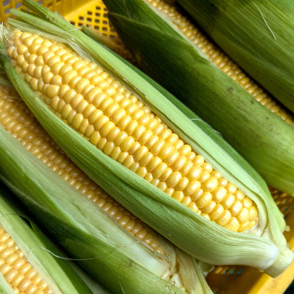 【ふるさと納税】【7月上旬頃より発送】スーパースイートコーン 約3kg（6〜7本） / とうもろこし トウモロコシ コーン 新鮮 野菜 / 瀬戸市 / 株式会社フラットフィールド[BBEE005] - 画像3