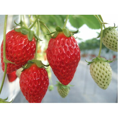 【ふるさと納税】いちごスムージー【配送不可地域：離島】【1287536】 サムネイル3