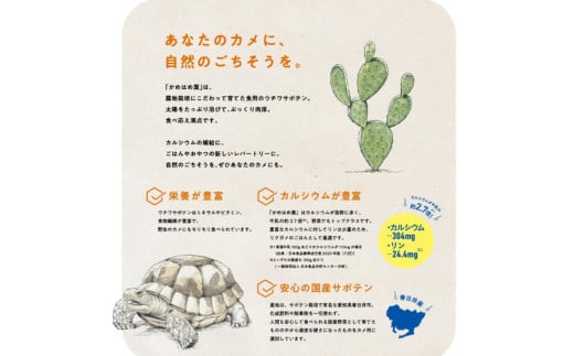 【ふるさと納税】あなたのカメに、自然のごちそうを。食べるサボテン「かめはめ葉」（1kg）　カメのエサ サボテン 1kg ペット用品 ペット 餌 エサ カメ 亀 亀のエサ 国産 - 画像3