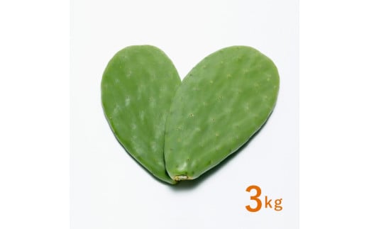 【ふるさと納税】あなたのカメに、自然のごちそうを。食べるサボテン「かめはめ葉」（3kg）　カメのエサ サボテン 3kg ペット用品 ペット 餌 エサ カメ 亀 亀のエサ 国産 - 画像2