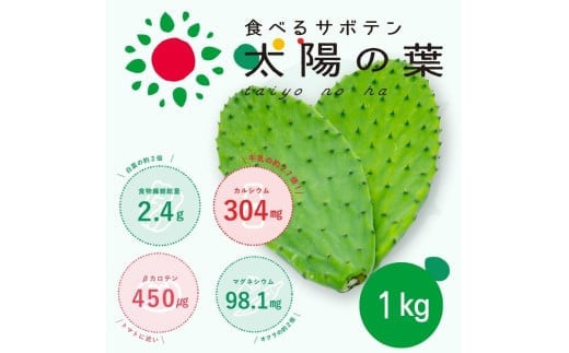 食べるサボテン 太陽の葉 フレッシュリーフ食用サボテン（1kg）　　サボテン 食用サボテン 　野菜　健康