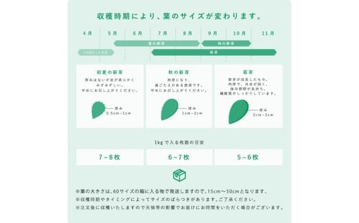 【ふるさと納税】食べるサボテン 太陽の葉 フレッシュリーフ食用サボテン（1kg）　　サボテン 食用サボテン 　野菜　健康 - 画像2