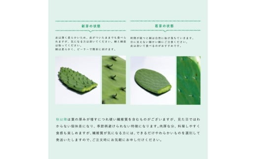 【ふるさと納税】食べるサボテン 太陽の葉 フレッシュリーフ食用サボテン（1kg）　　サボテン 食用サボテン 　野菜　健康 - 画像3