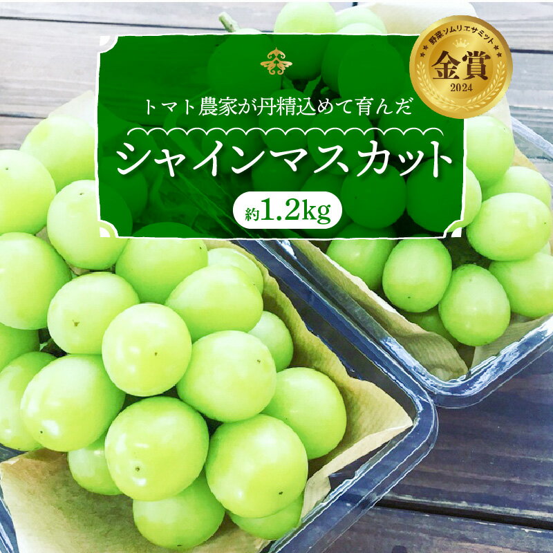 高評価☆4.9 シャインマスカット 約1.2kg 2房 先行予約 数量限定 ランキング2位 果物 夏 フルーツ マスカット ジューシー ぶどう 国産 おやつ デザート 甘い 新鮮 季節 旬 体験 冷蔵 お取り寄せ お取り寄せフルーツ 愛知県 碧南市 長田農園 送料無料