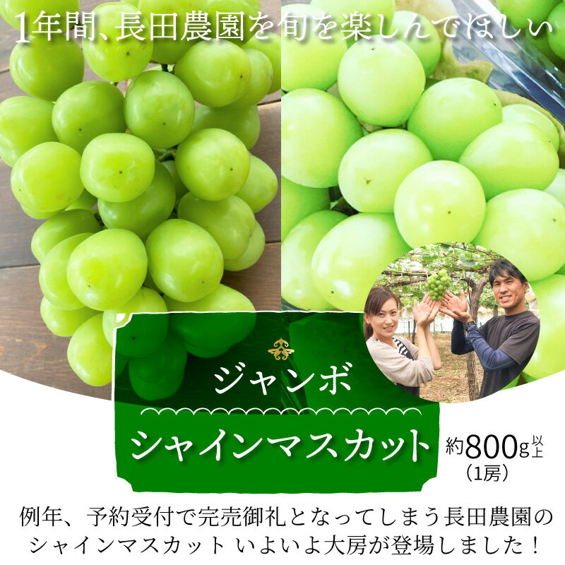 【ふるさと納税】シャインマスカット 大房 800g以上 1房 食べ応え十分 ジャンボサイズ 冷蔵 【個数限定】 長田農園 送料無料 - 画像2