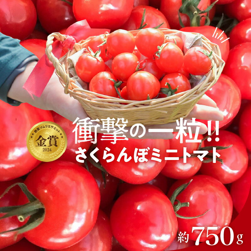【2026年発送】 衝撃の一粒 奇跡のさくらんぼ ミニトマト 250g × 3 パック 約 750g 野菜 ソムリエサミット 金賞 受賞 希少 トマト 旬 ぷちぷよ 薄皮 甘い デリケート ツヤツヤ もっちり 食べ物 野菜 冷蔵 長田農園 お取り寄せ 愛知県 碧南市 送料無料