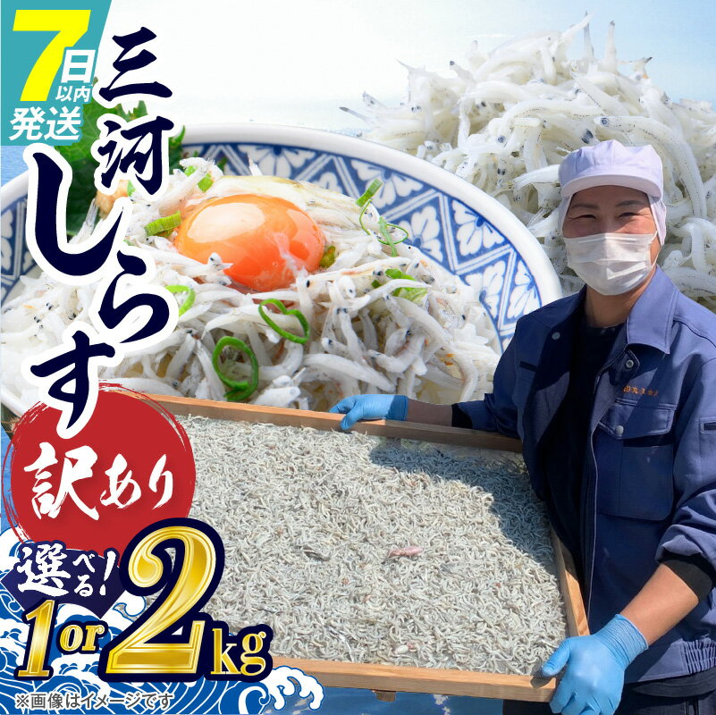 訳あり しらす干し 選べる容量 1～2kg 三河しらす 国産 新鮮 しらす 釜茹で 塩分控えめ まろやか うま味濃縮 やみつき ごはんのお供 おつまみ しらす丼 パスタ サラダ 魚 海産物 冷凍 お取り寄せ グルメ 食品 愛知県 碧南市 送料無料