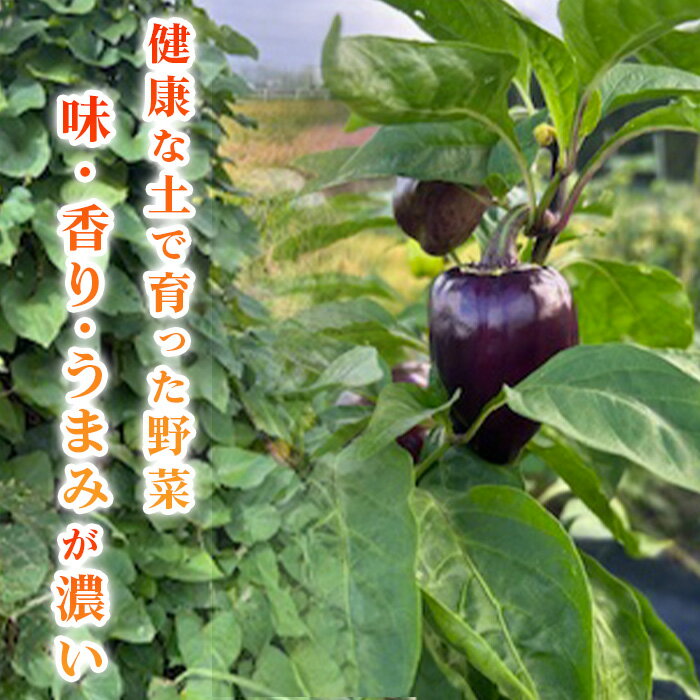 【ふるさと納税】 露地野菜 セット 【6～9品】 菌ちゃん農法 旬 化学肥料・農薬不使用 ／ 野菜セット 旬野菜セット 無農薬野菜 野菜詰め合わせ 農薬不使用野菜 露地野菜 国産野菜 産地直送 野菜宅配 季節野菜 料理好き 食材セット オーガニック野菜 健康野菜 新鮮野菜 No.540 - 画像2