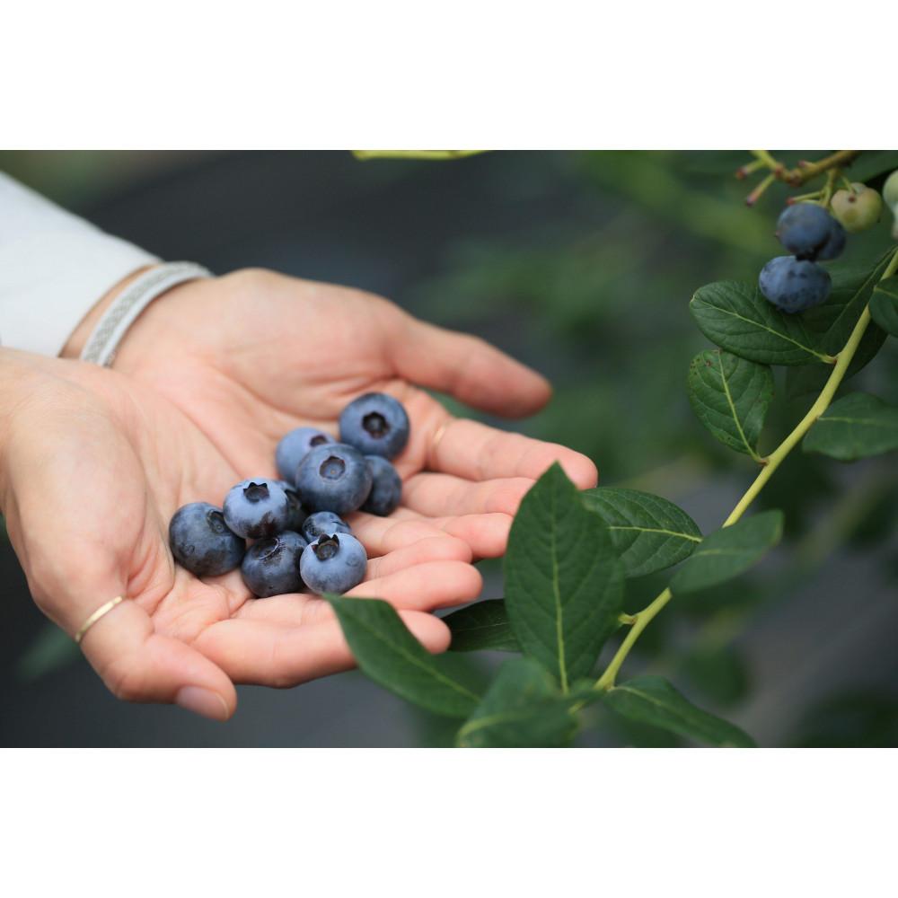 【ふるさと納税】ブルーベリー冷凍果 500g×2パック | フルーツ 果物 くだもの 食品 人気 おすすめ 送料無料 サムネイル3