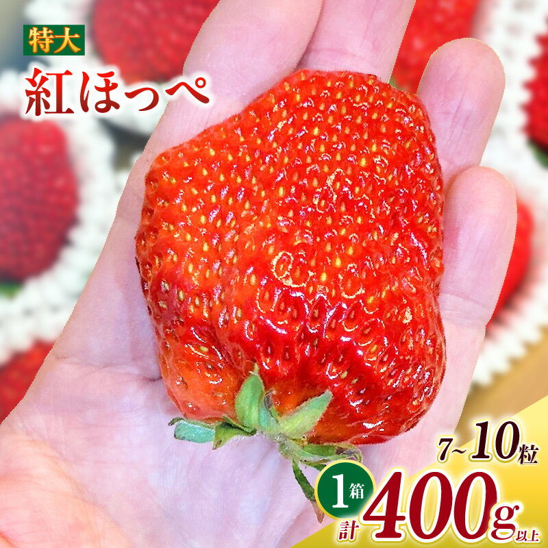 特大いちご 紅ほっぺ 7〜10粒入り 合計400g以上 O036-13【発送期間：2025年12月1日〜2026年3月31日】冷蔵便 果物 フルーツ 愛知県産 西尾産 国産 イチゴ いちご 苺 ギフト 食品 MB