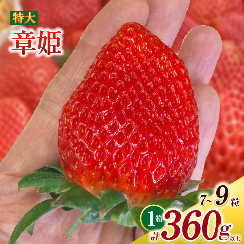 特大いちご 章姫 7〜9粒 合計約360g以上 O038-12【発送期間：2025年12月1日〜2026年3月31日】果物 フルーツ 愛知県産 西尾産 国産 イチゴ いちご 苺 ギフト 食品 MB