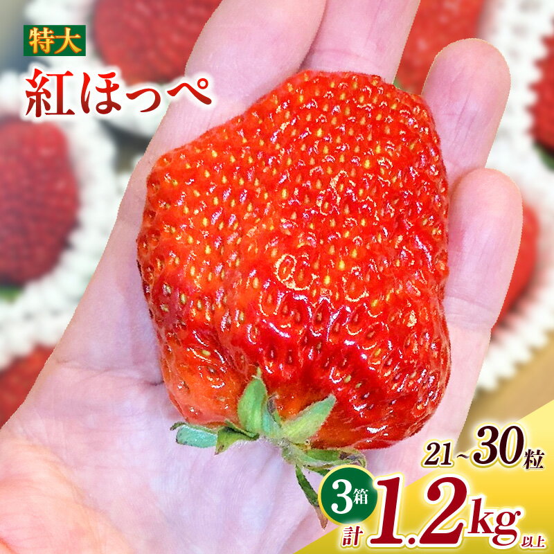 特大いちご (紅ほっぺ) 400g以上 (7〜10粒) ×3箱 O042-30【発送期間：2025年12月1日～2026年3月31日までに発送予定】【冷蔵便】/ 果物 フルーツ 愛知県産 西尾産 国産 イチゴ いちご 苺 食品 紅ほっぺいちご 大きい 大粒 3箱 MB