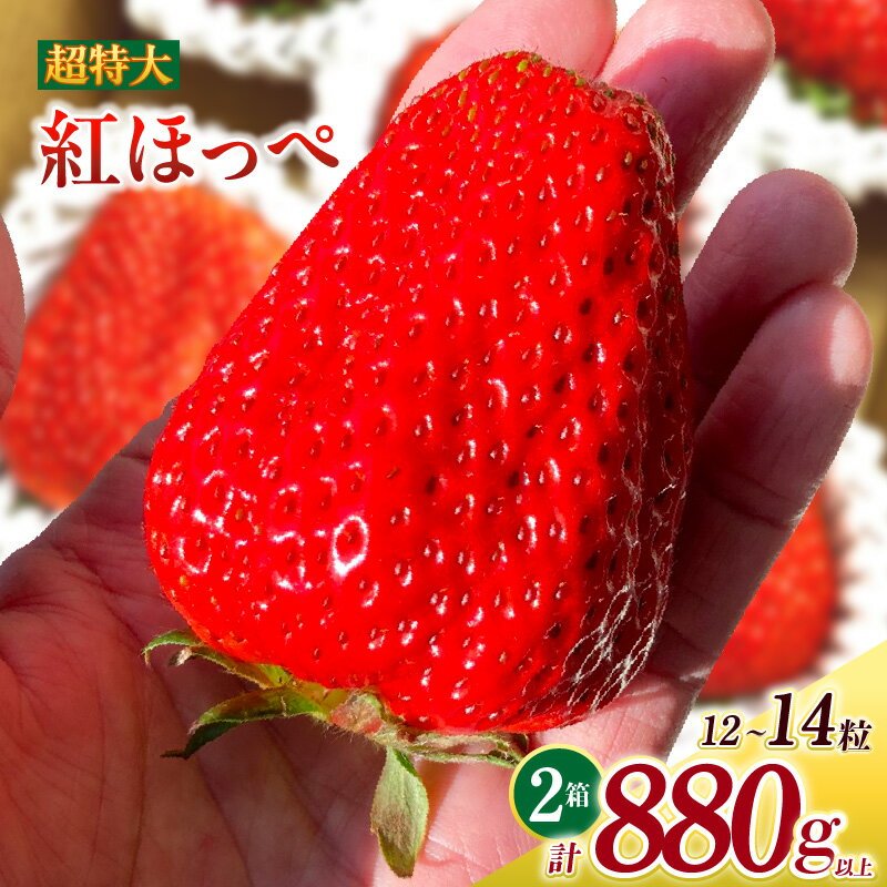 超特大いちご (紅ほっぺ) 440g以上 (6〜7粒) ×2箱 O043-32【発送期間：2025年12月1日～2026年3月31日までに発送予定】【冷蔵便】/ 果物 フルーツ 愛知県産 西尾産 国産 イチゴ いちご 苺 食品 紅ほっぺいちご 大きい 大粒 大玉 超特大 2箱 MB
