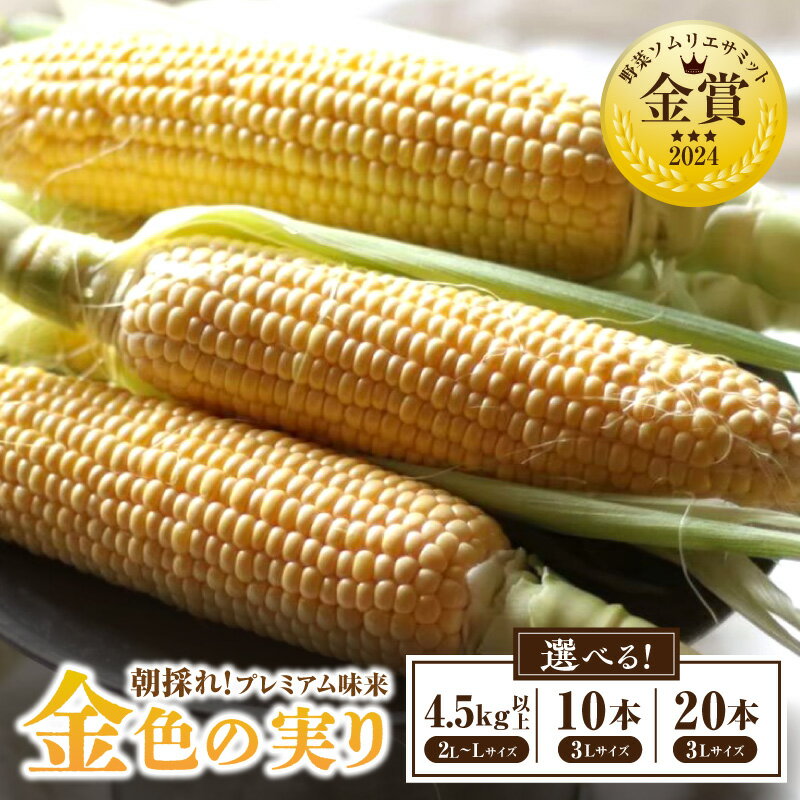 《容量が選べる》朝採れ！プレミアム味来 〜金色の実り〜 ・S064-SKU 味来 トウモロコシ コーン スイートコーン 朝採れ 産地直送 国産 愛知県産 野菜 夏野菜 ベジタリアン 農産物 農作物 甘い 贈答 贈り物 プレゼント 愛知県 西尾市 送料無料