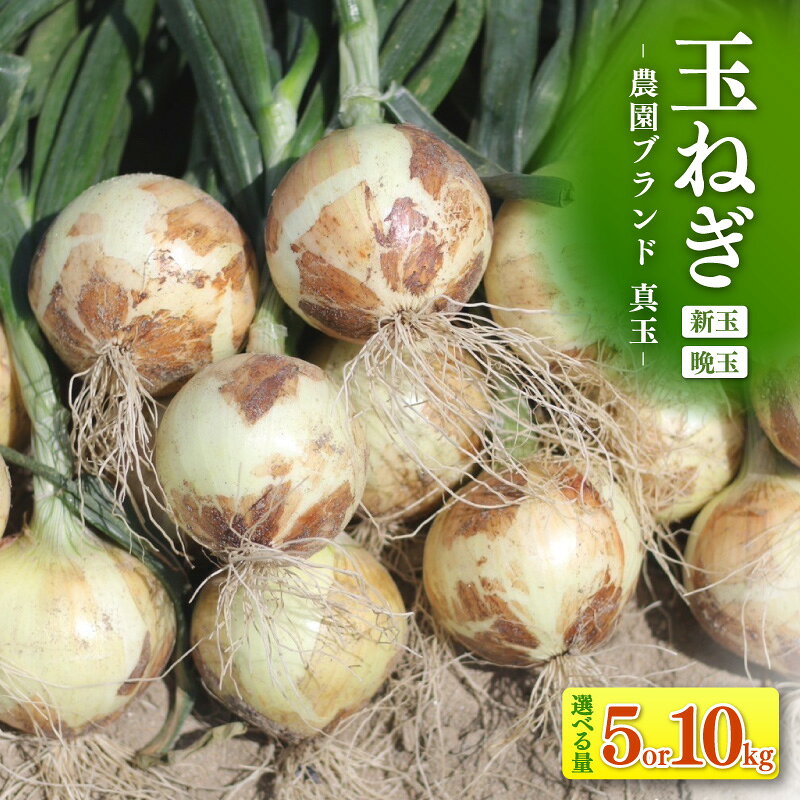 口に広がる優しい甘さの玉ねぎ 《 真玉 》【選べる内容量：5kg・10kg】期間限定！ タマネギ 野菜 季節によって新玉か晩玉かお届けが異なります。しんぎょく たまねぎ 新鮮野菜 《受付期間：2026年6月15日まで》S097-SKU