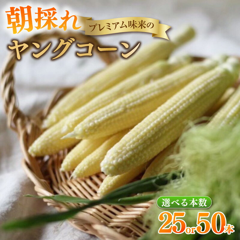 朝採れ！プレミアム味来のヤングコーン【選べる内容量：25本・50本】★期間限定★ 農家直送 ヤングコーン 採れたて新鮮 栄養たっぷり トウモロコシ 野菜 農作物 大好評 お取り寄せ 小さなとうもろこし 愛知県 西尾市《受付期間：2026年6月15日まで》S099-SKU